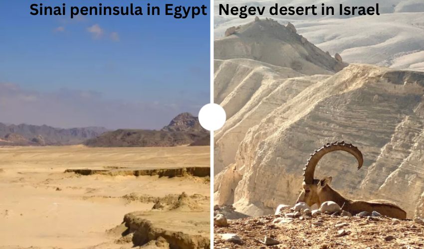 Cairo rejects hosting a single Palestinian refugee in Sinai Peninsula